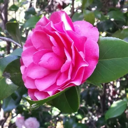 Апартаменты Casa Madama